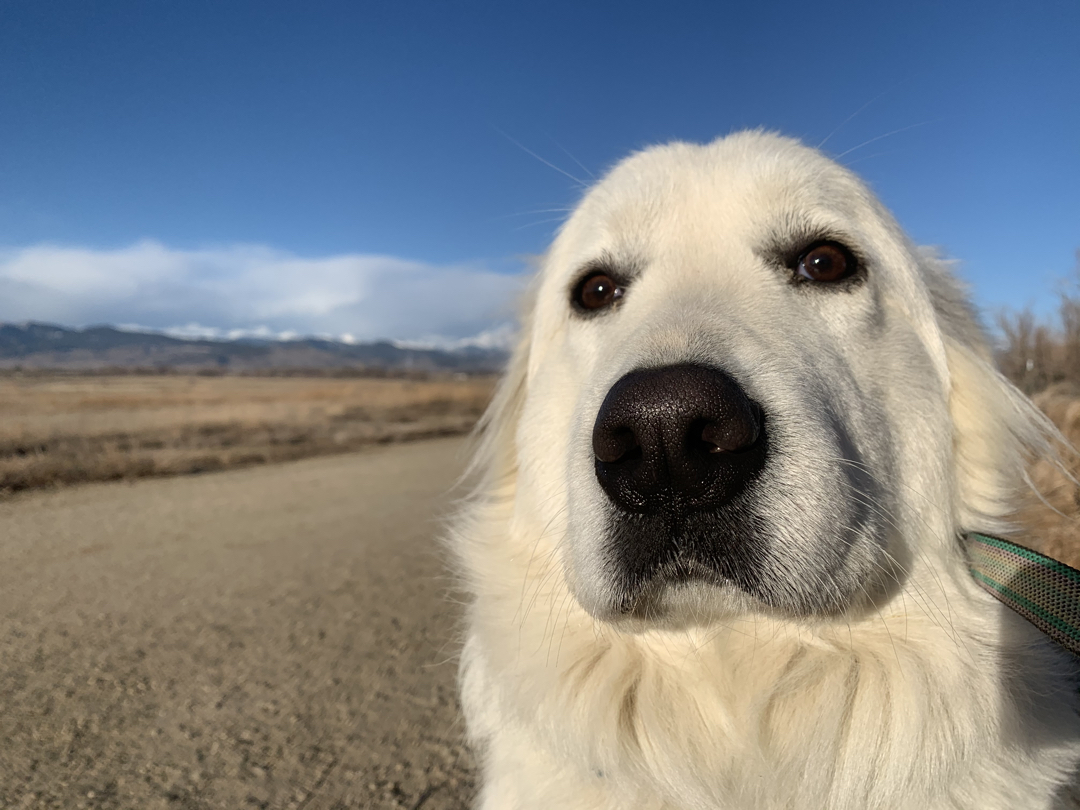 Colorado Mountain Dog