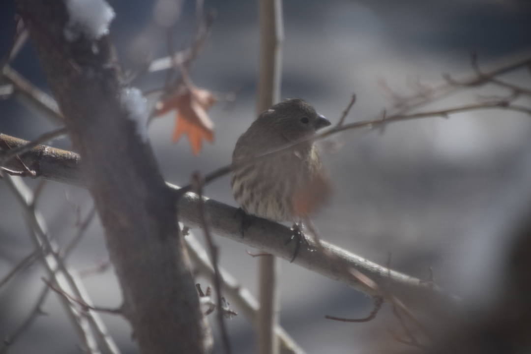 Pretty finch through the window