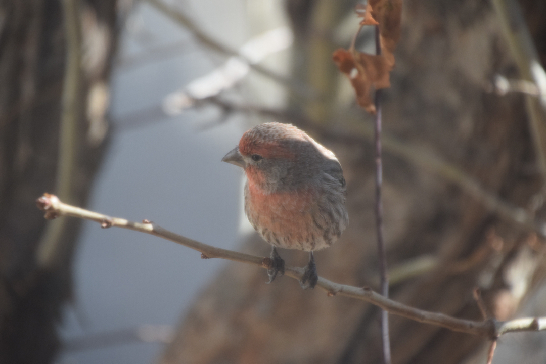 House finch