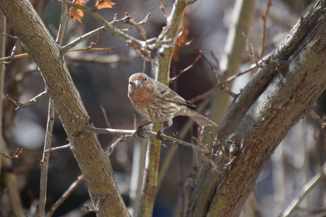 Suspicious finch