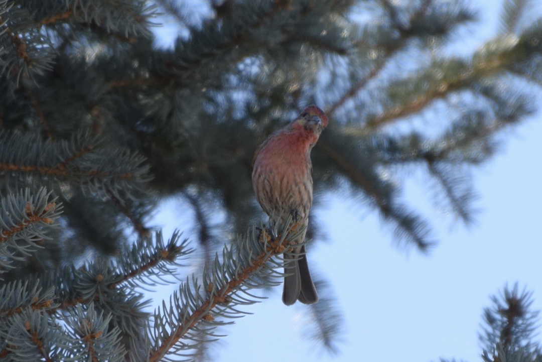 Perched in a pine