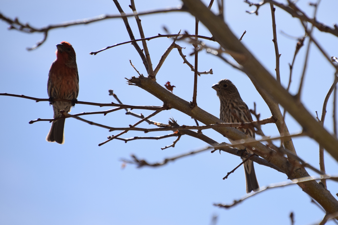 A pair of house finches