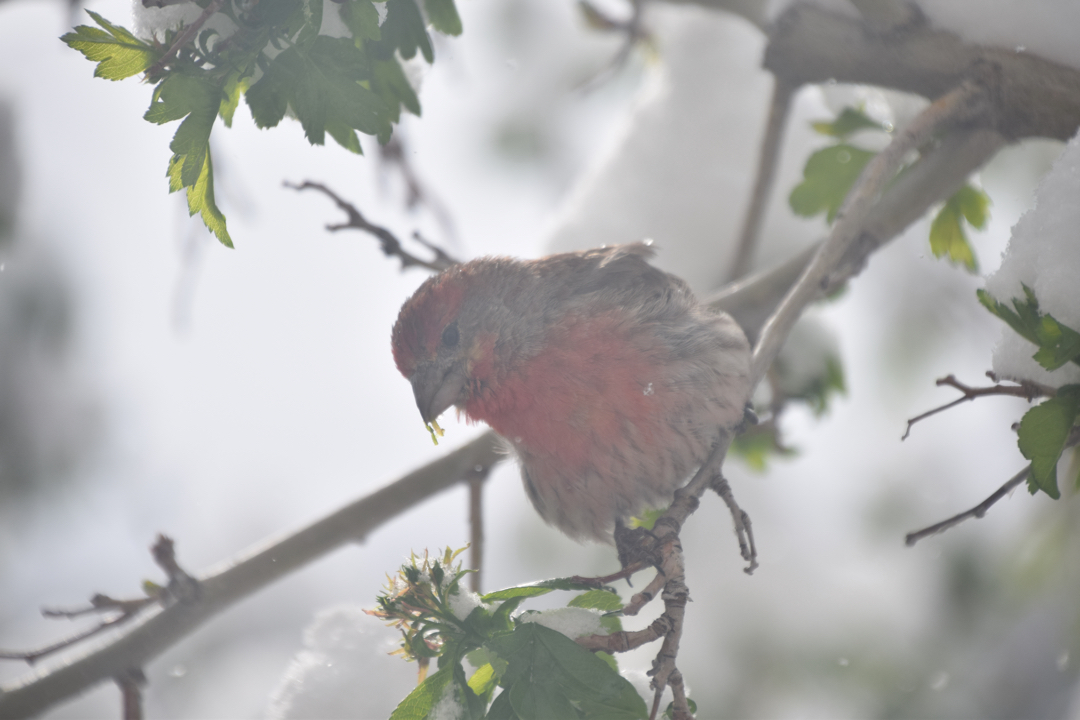 House finch