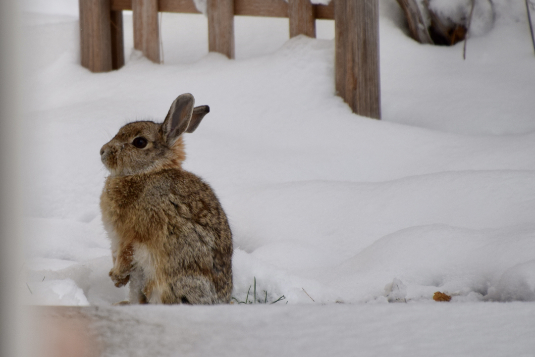 Easter bunny