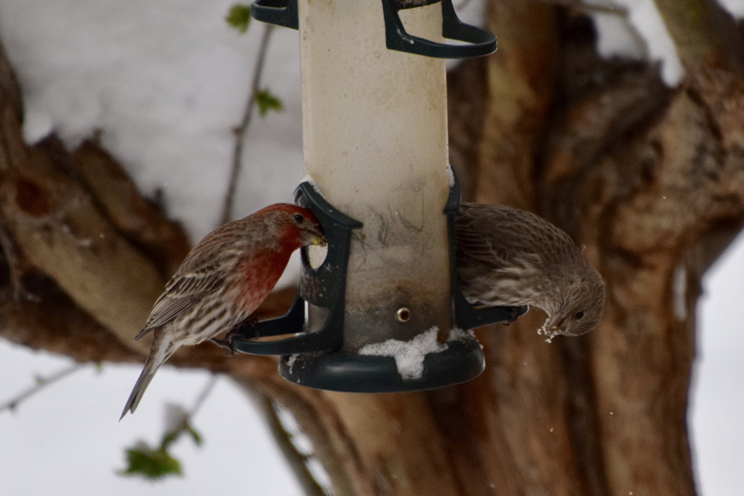 Strange table manners