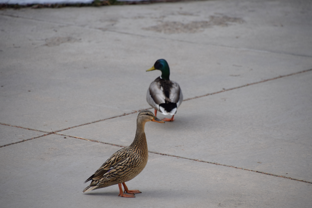 Driveway ducks