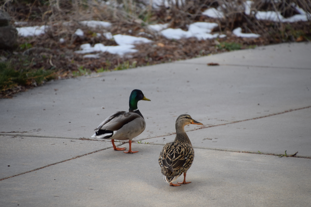 Sauntering away