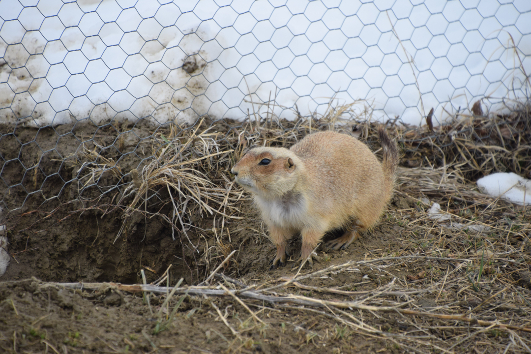 Prairie dog on alert