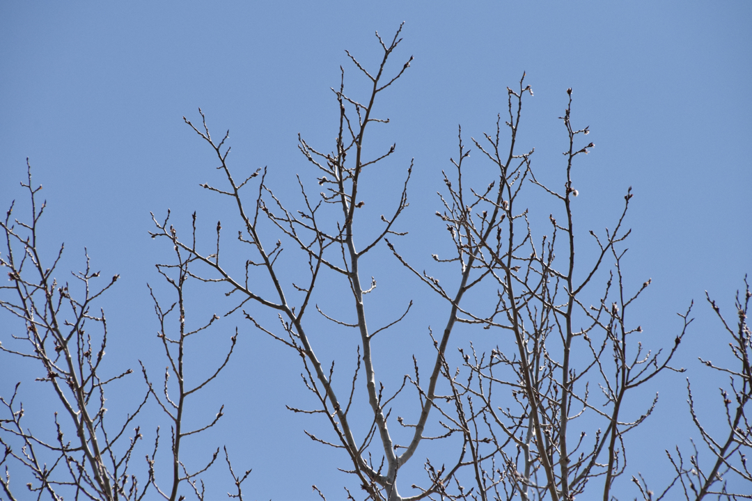 Aspen against the blue sky