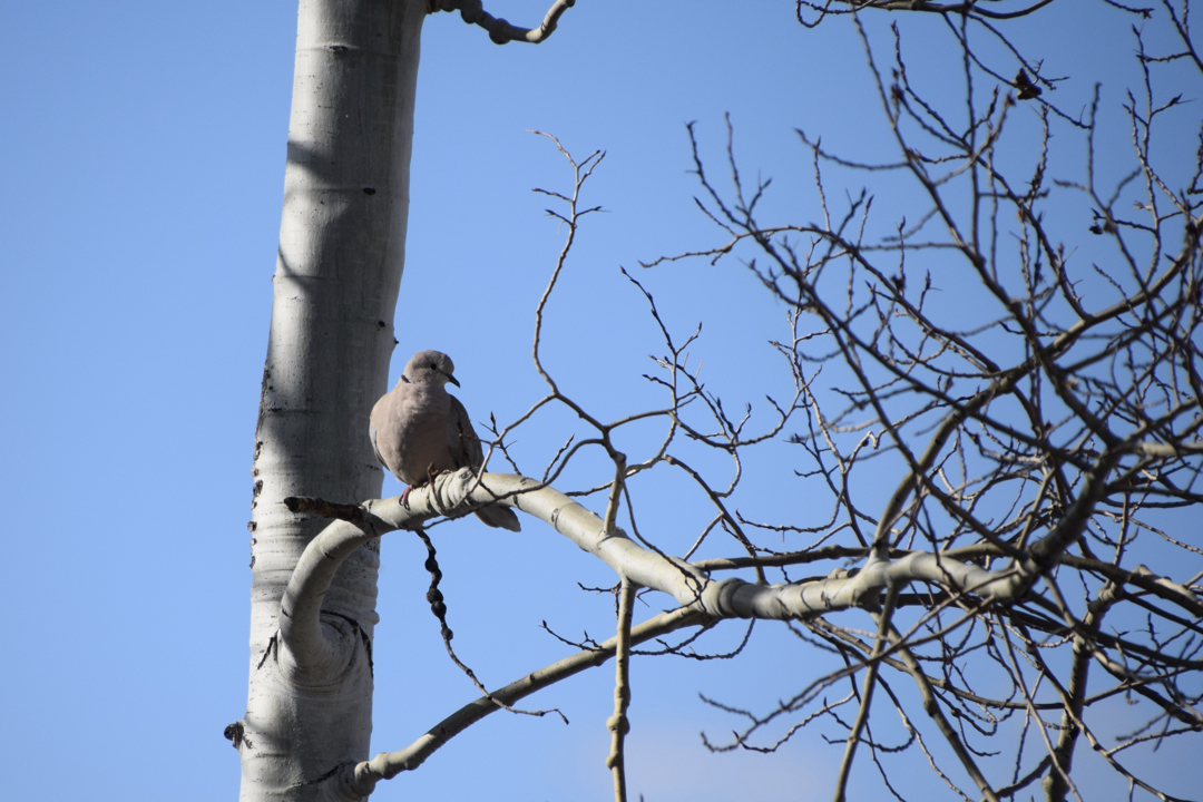 Mourning dove