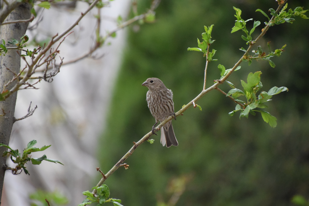 Female finch