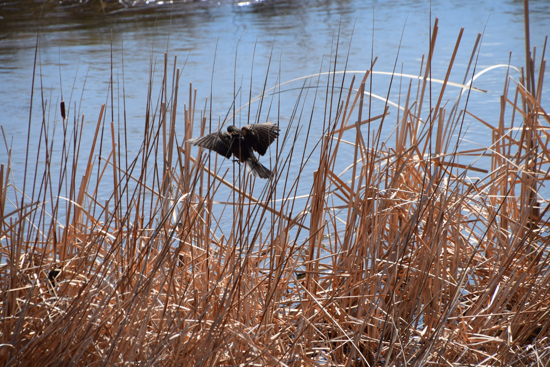 Redwing blackbird takes flight