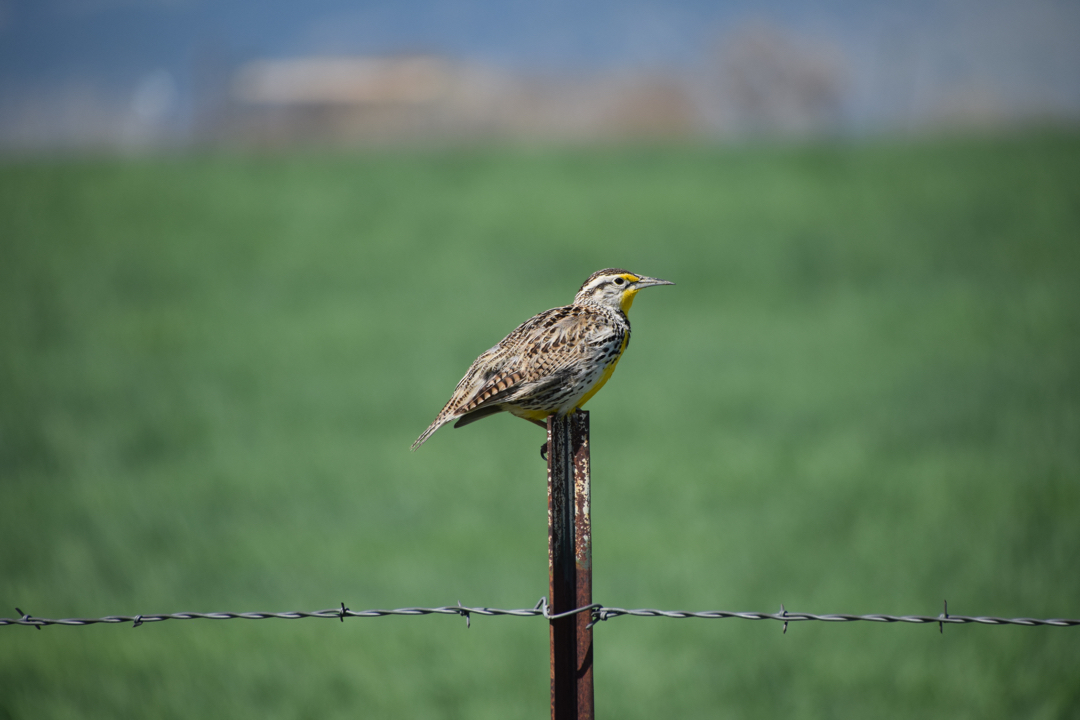 Meadowlark in profile