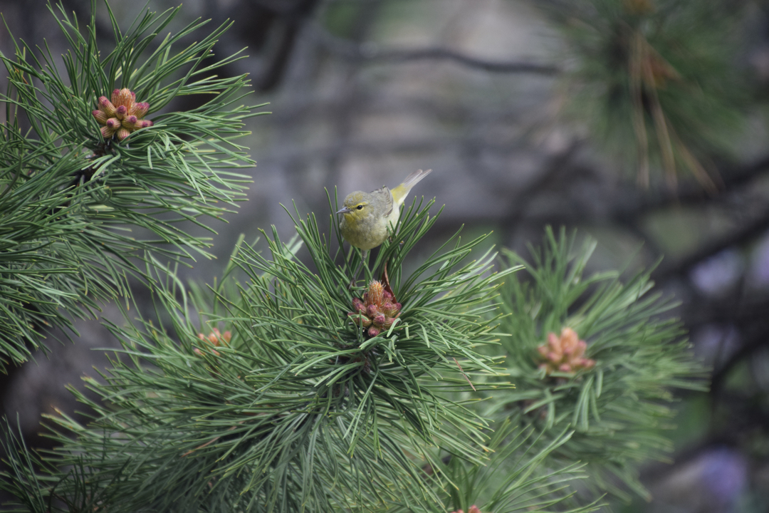 Orange-crowned warbler