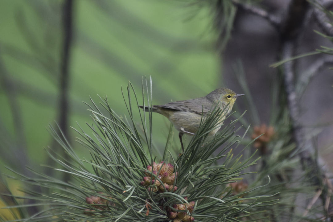 Warbler