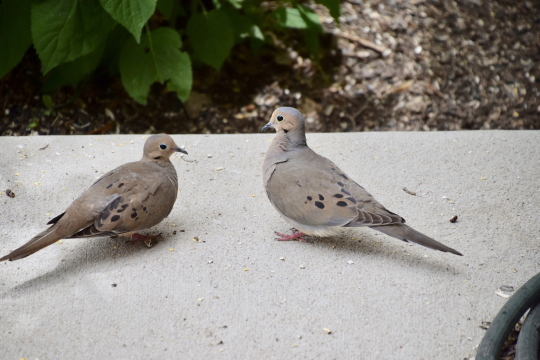 Mourning doves