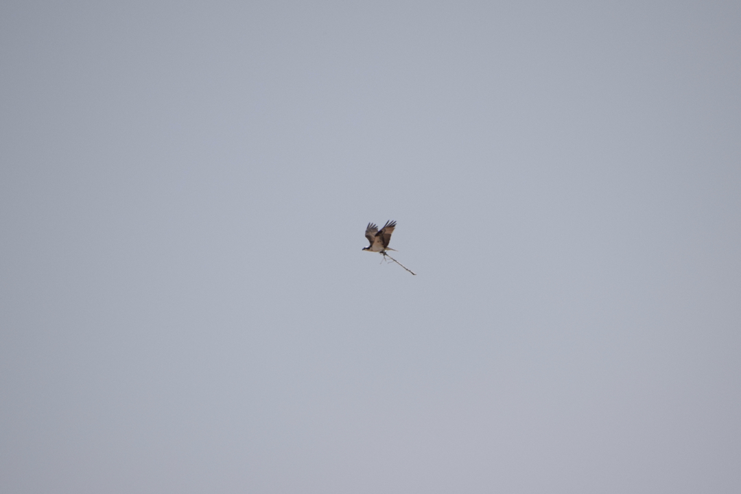 Osprey with a stick