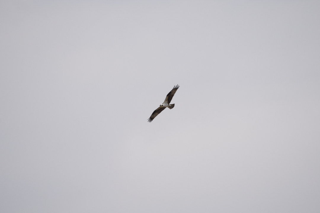 Circling osprey