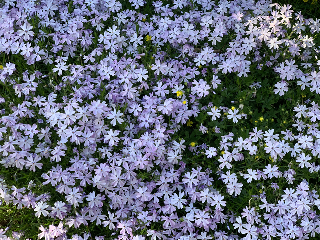 Creeping phlox