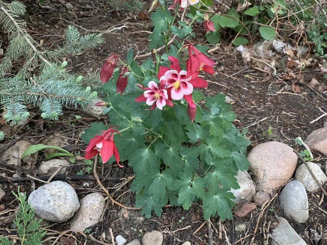 Columbine