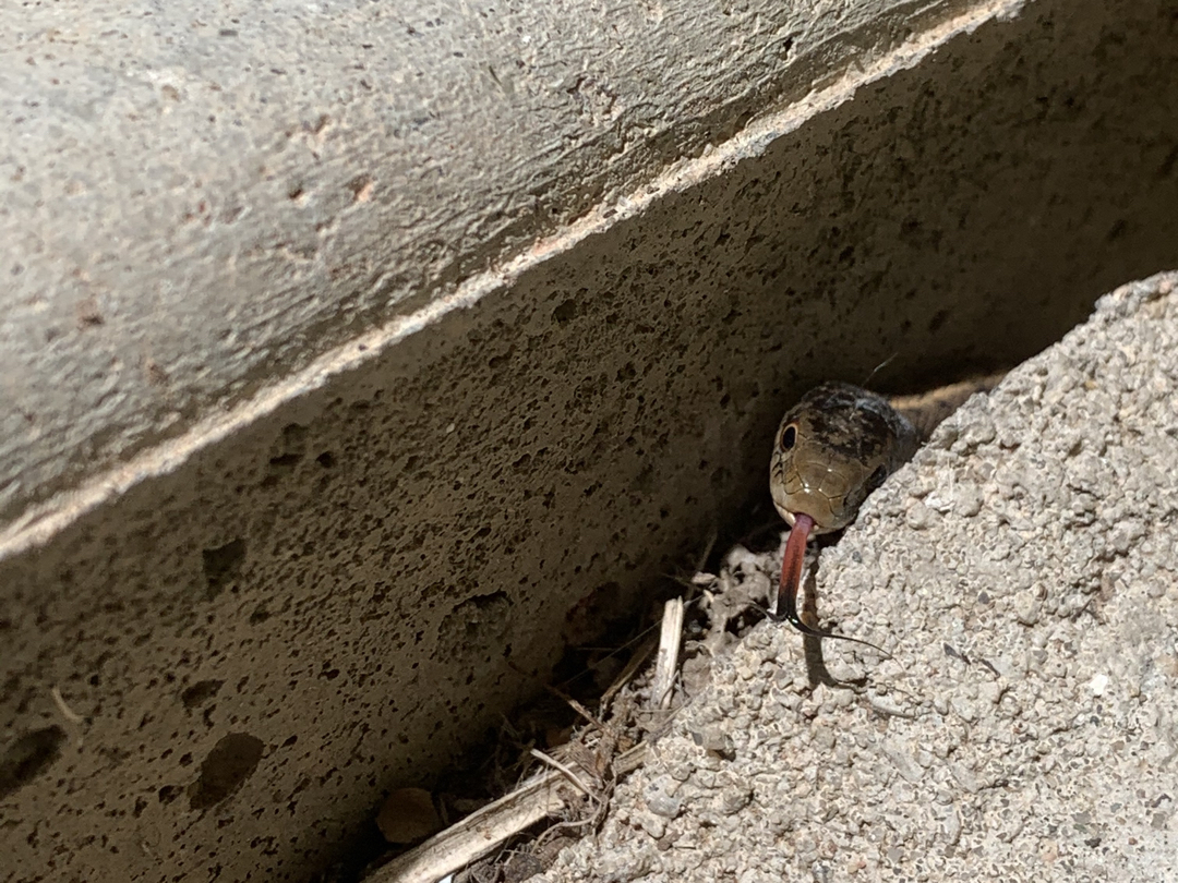 Garter snake