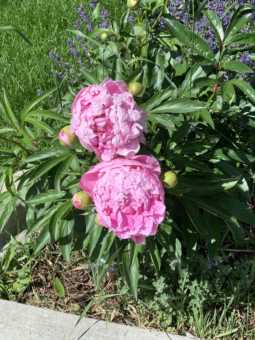 Pink peonies