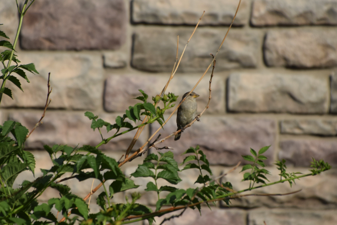 House sparrow