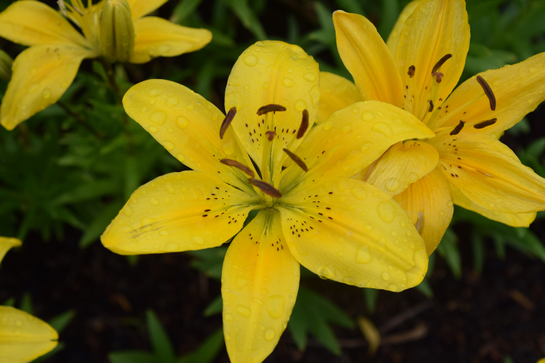 Yampa River Botanic Park lily