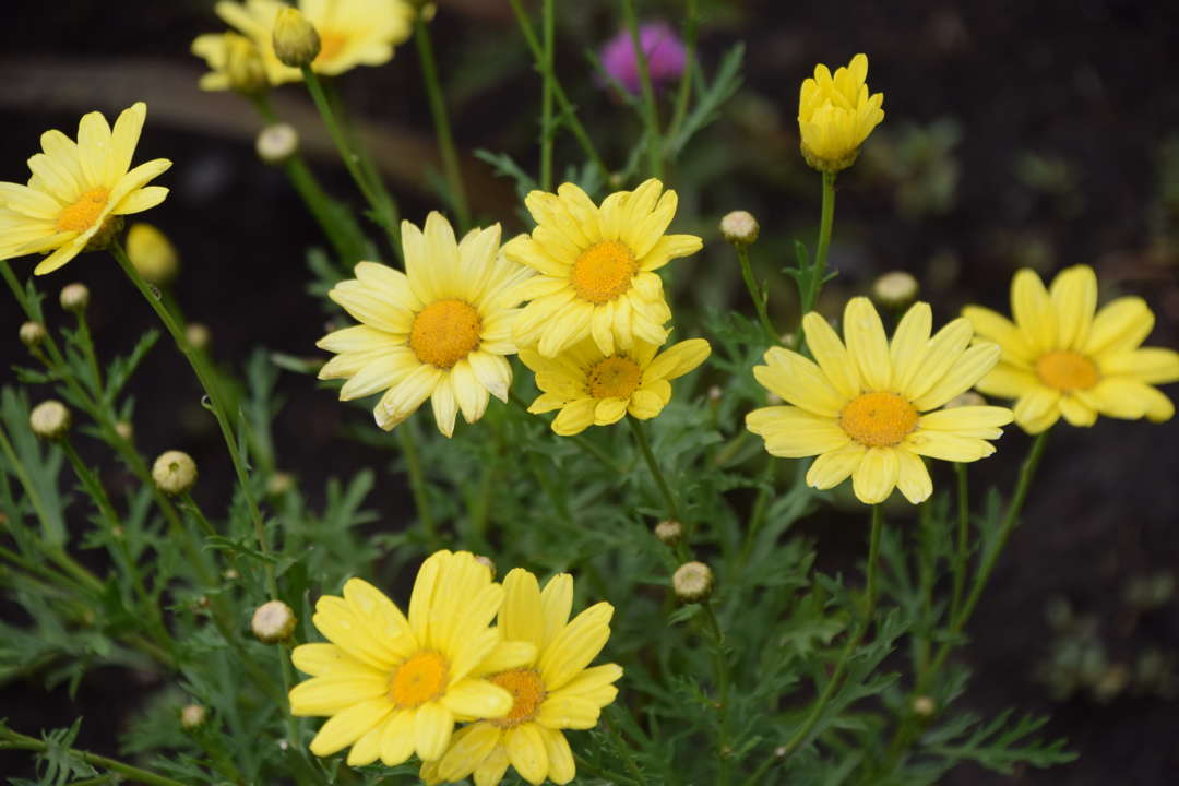 Yampa River Botanic Park daisies