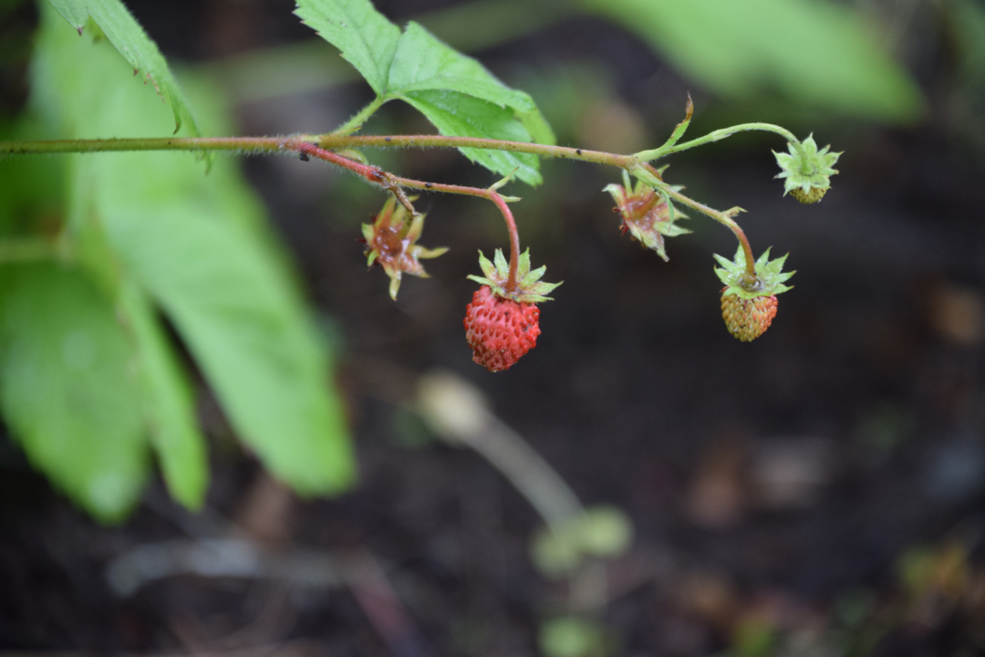 Yampa River Botanic Park strawberries