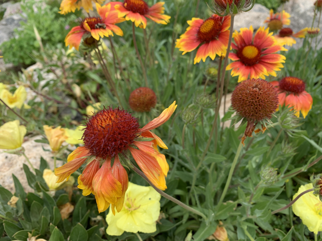 Yampa River Botanic Park