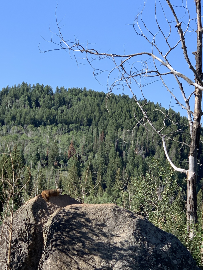 Marmot on Mad Creek Trail outside of Steamboat Springs