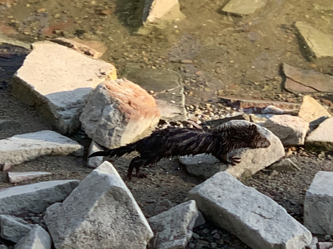 Possibly a mink at McIntosh Lake