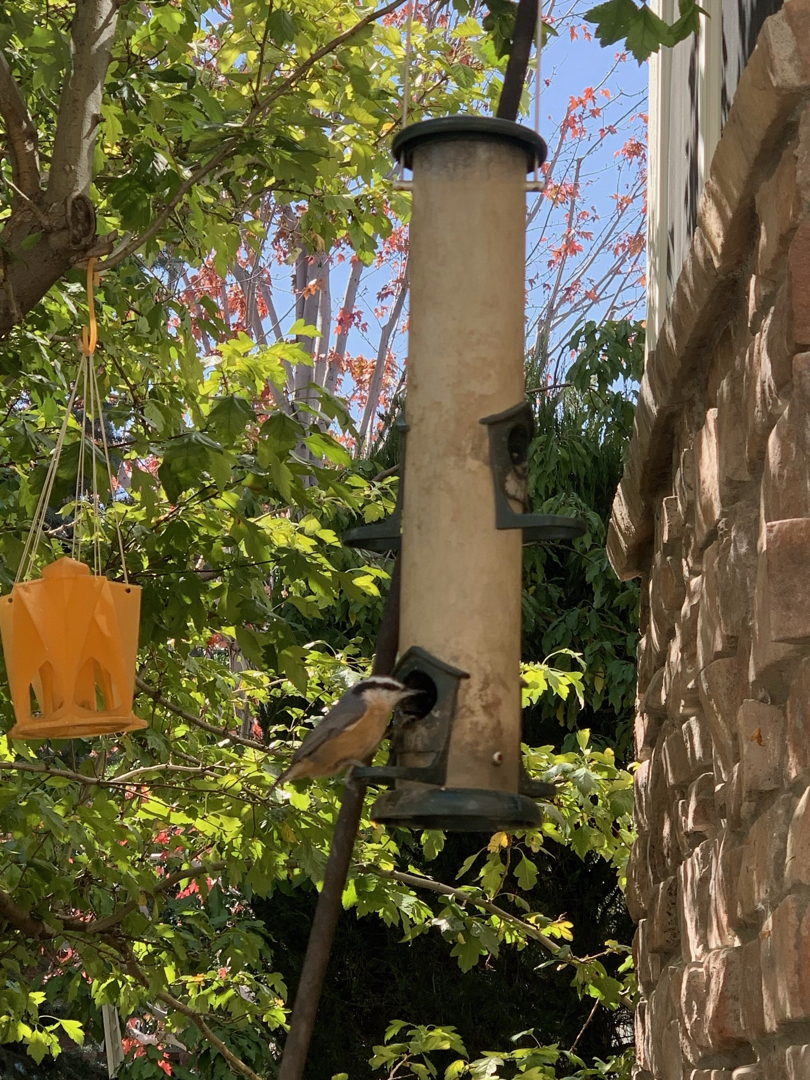 Red-breasted nuthatch at the feeder