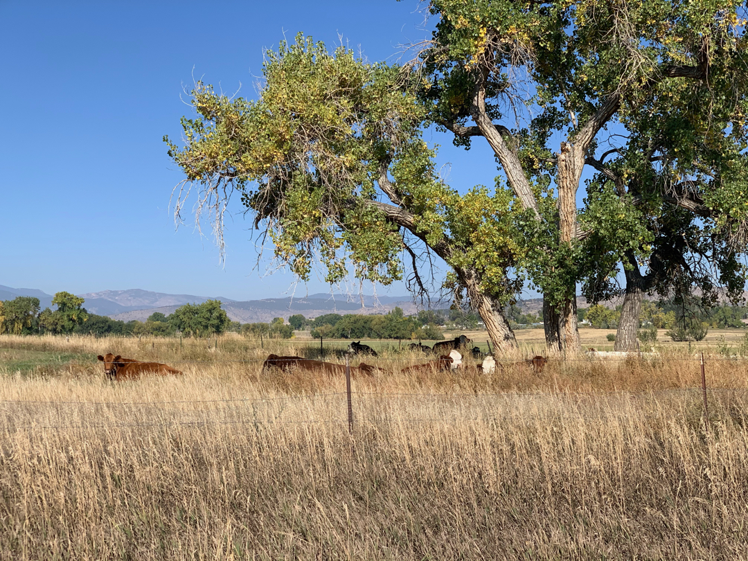 Cows west of MacIntosh Lake