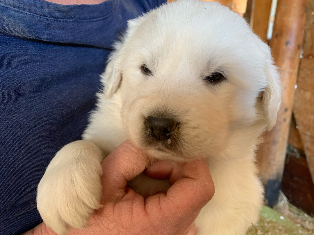 Colorado Mountain Dog pup