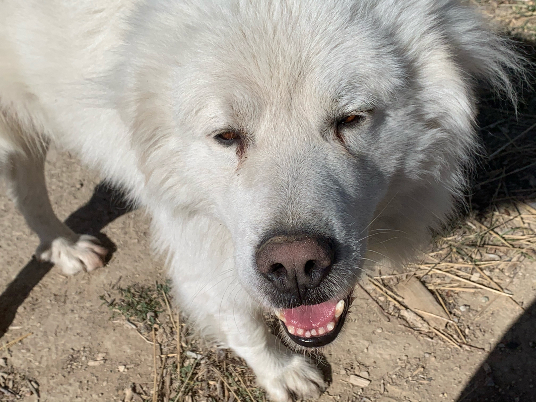 Odie the Colorado Mountain Dog