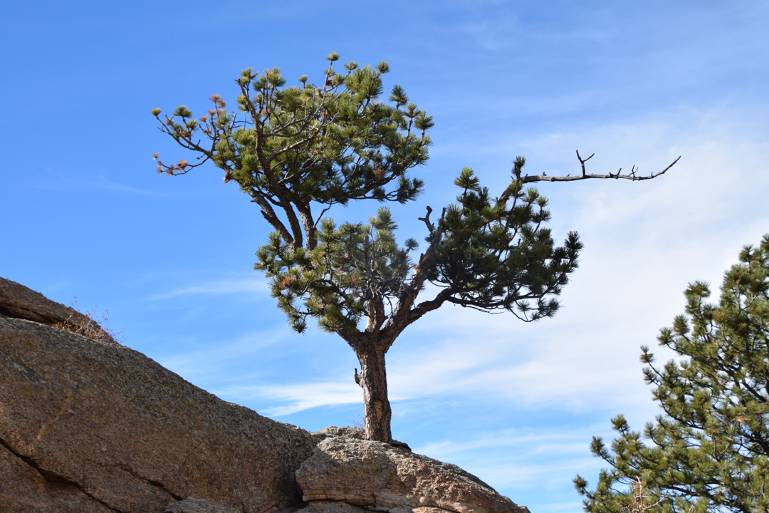 Tree in a rock