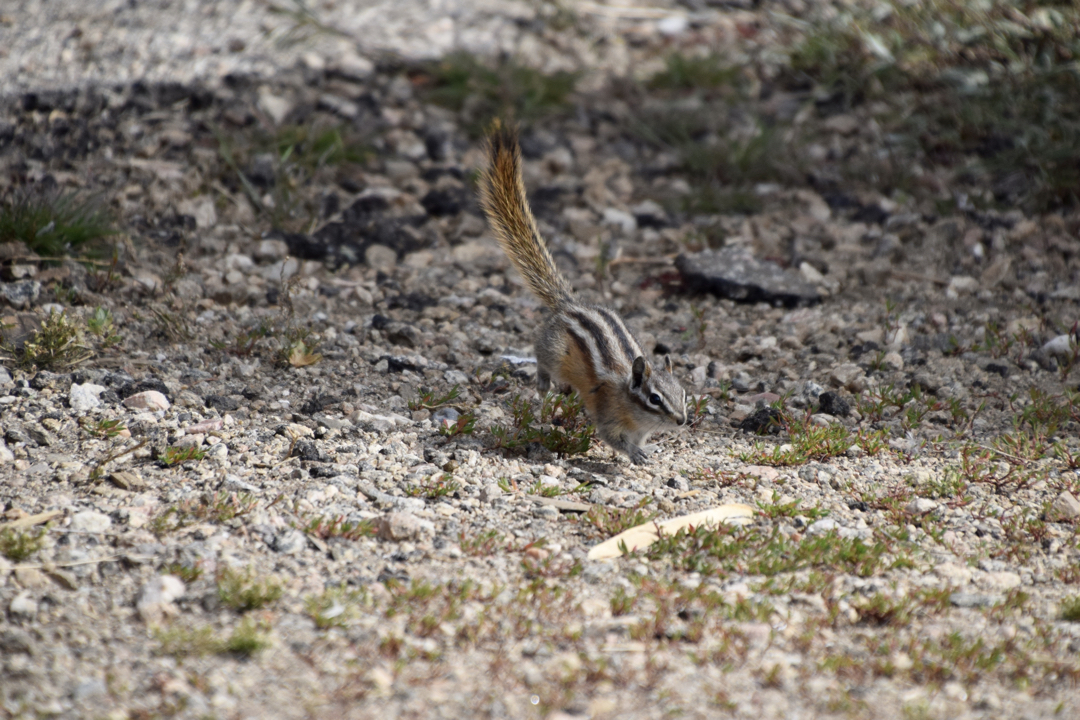 Campground chipmunk