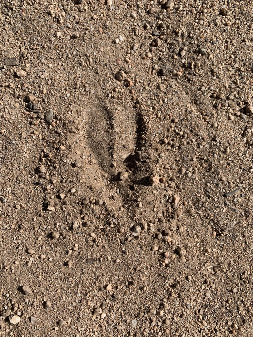 Deer track