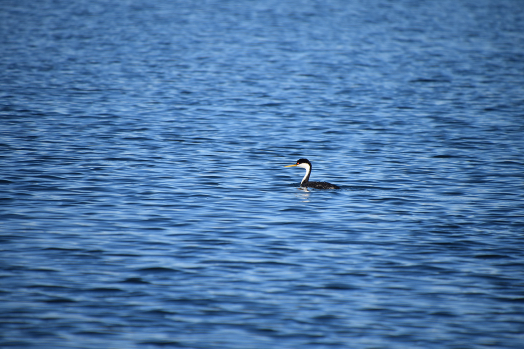 Western grebe