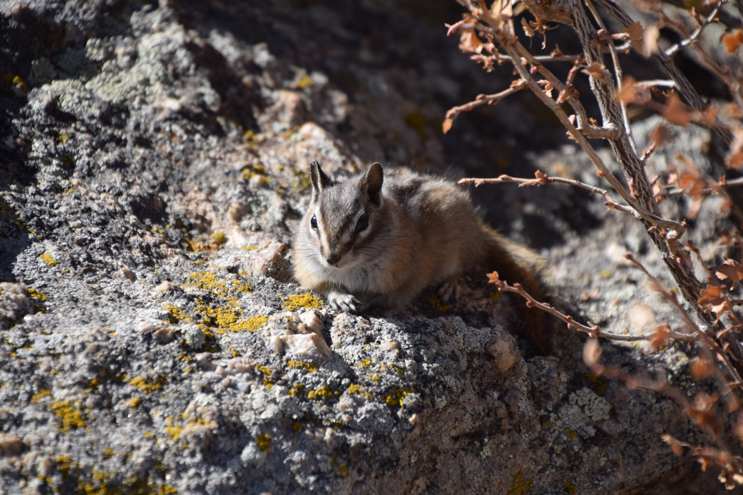 Reclining chipmunk