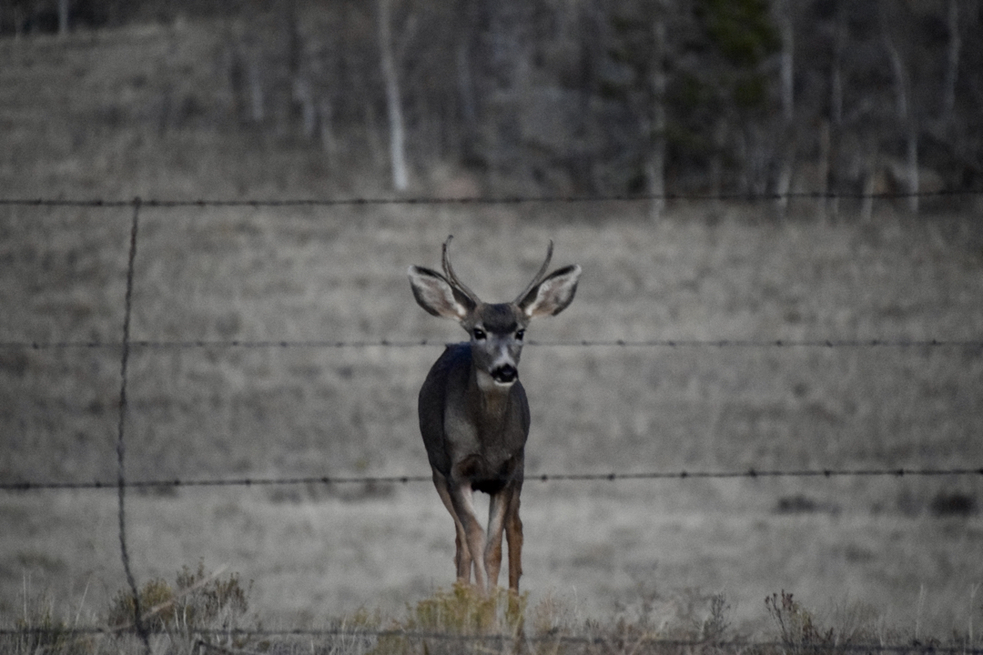 Young buck