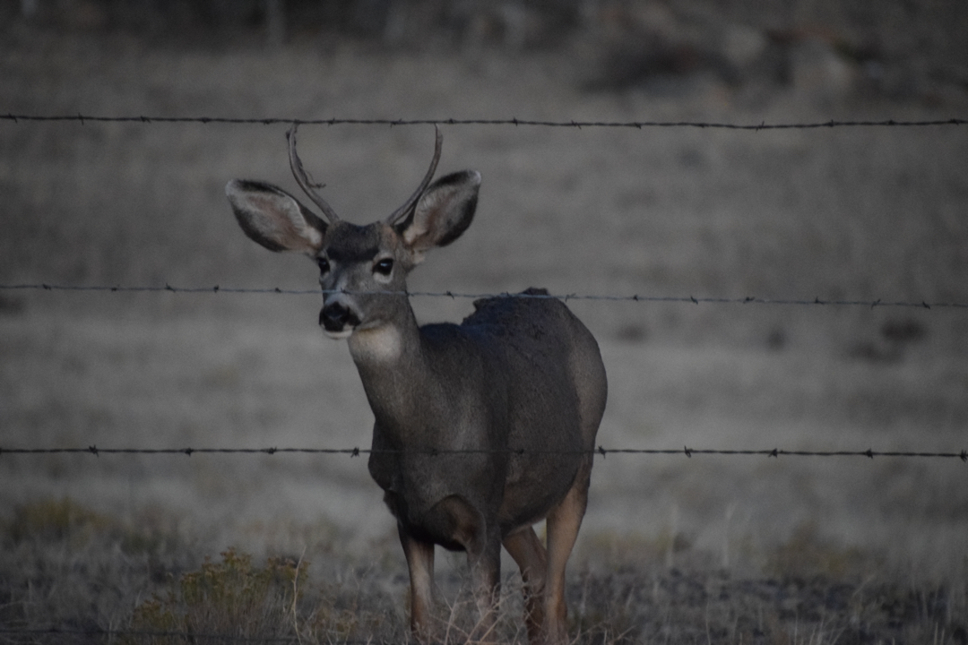 Curious deer