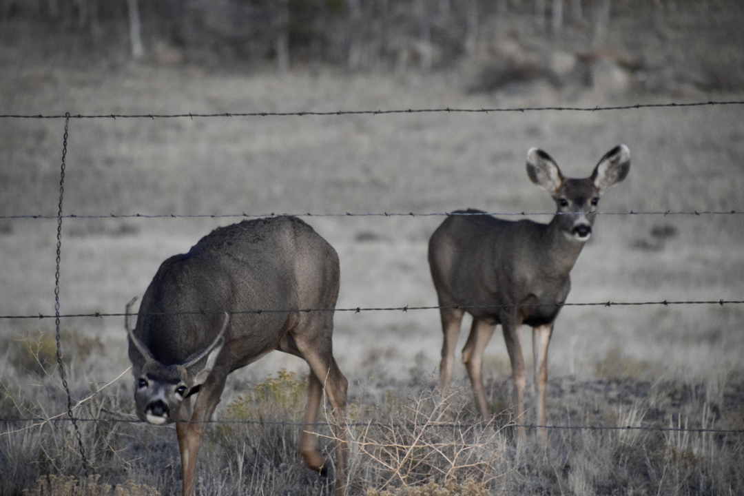 Oh deer, he's coming for me