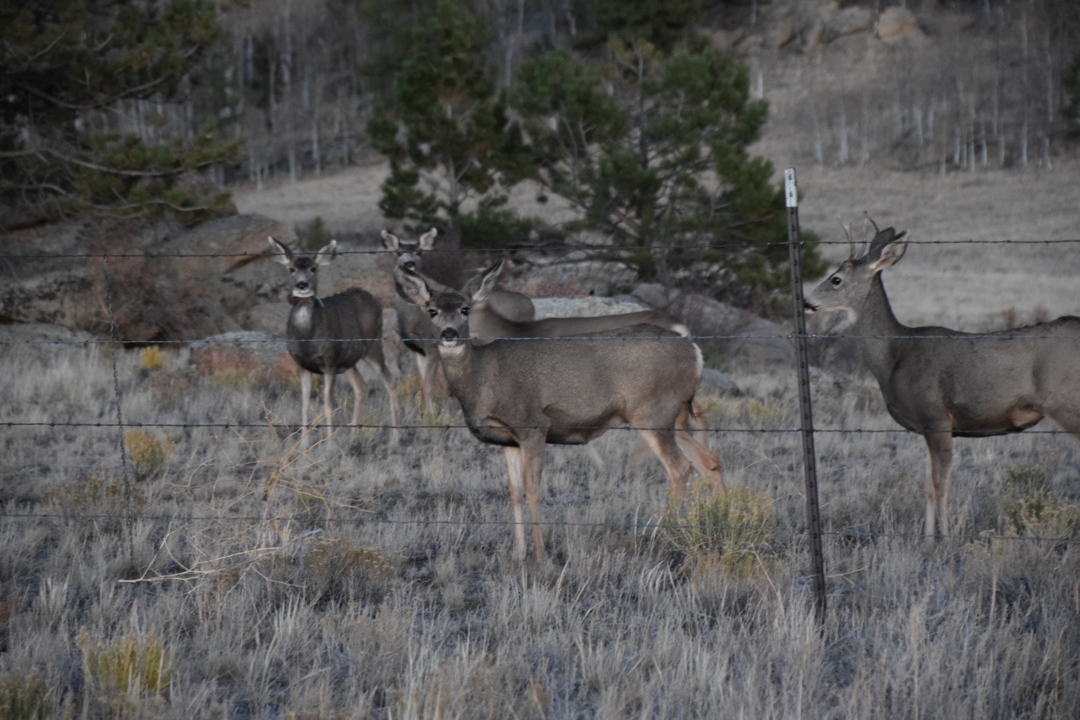 Attentive deer