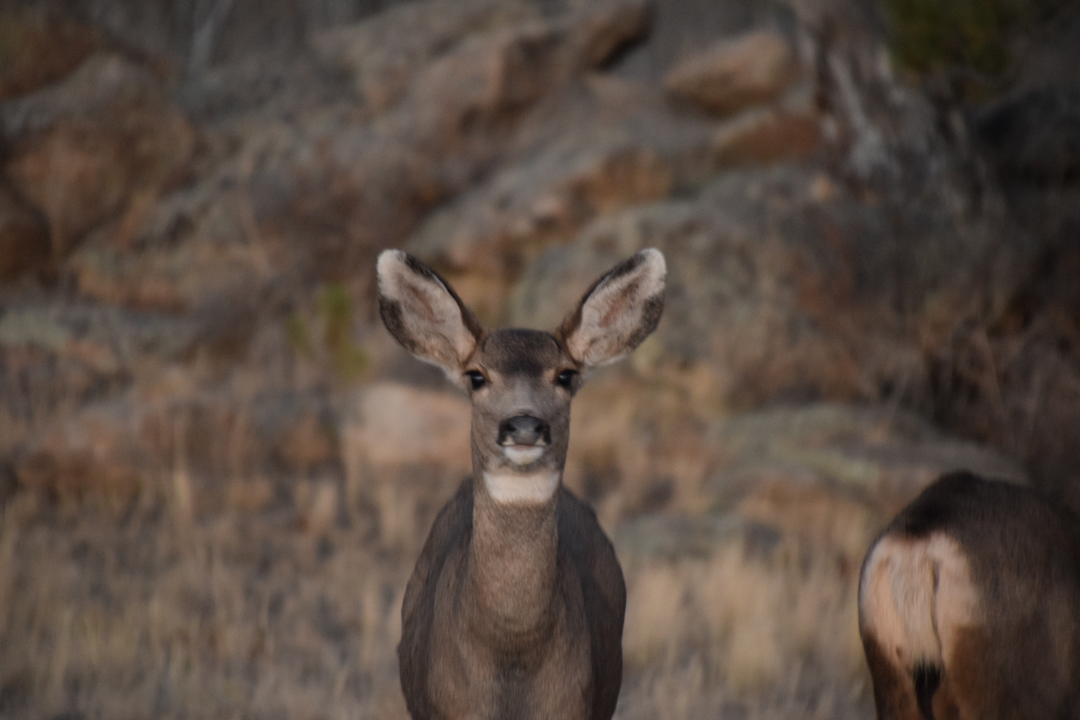 Doe, a deer