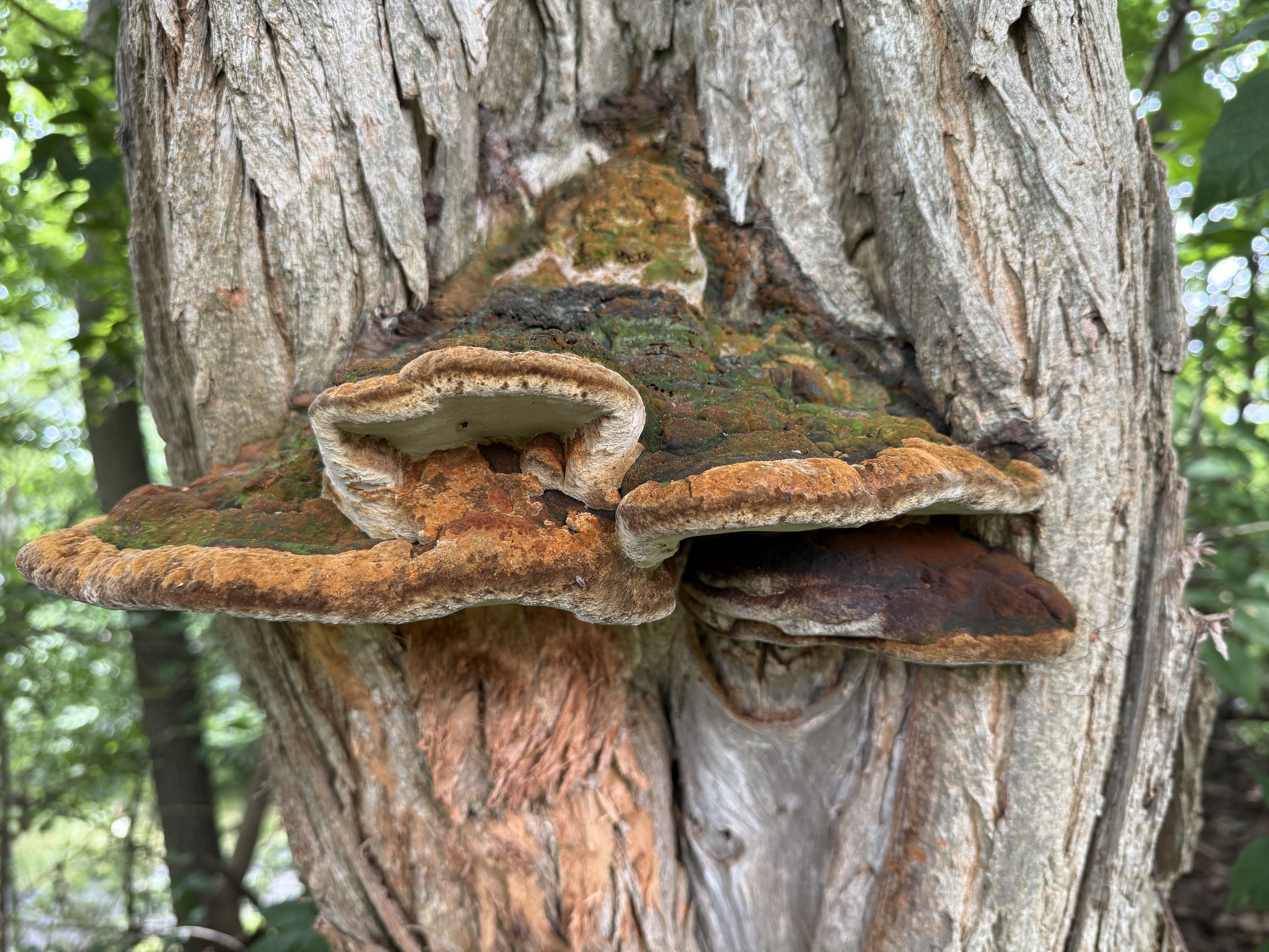 Niagara tree fungus