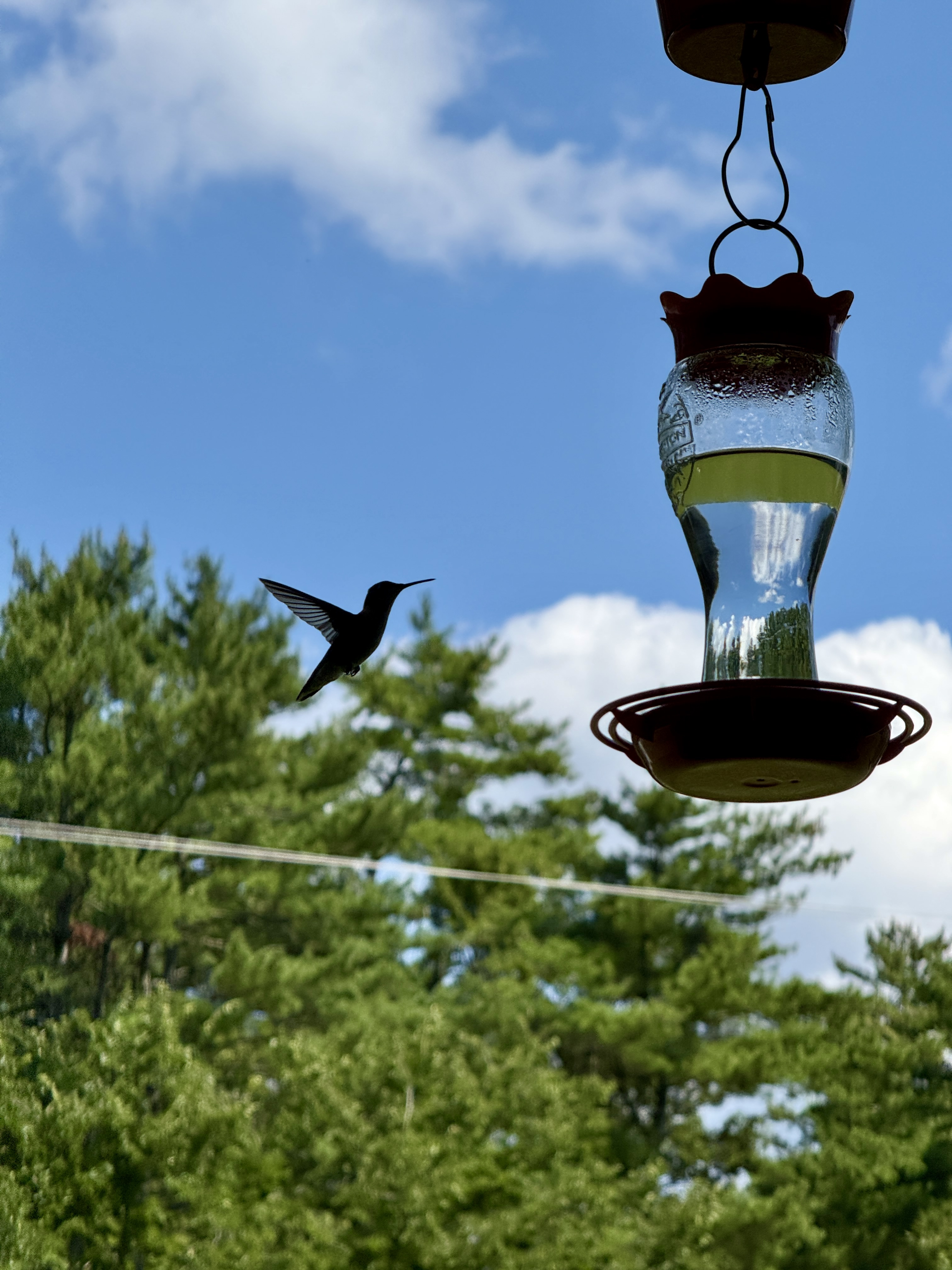 Hummingbird at a feeder in upstate NY