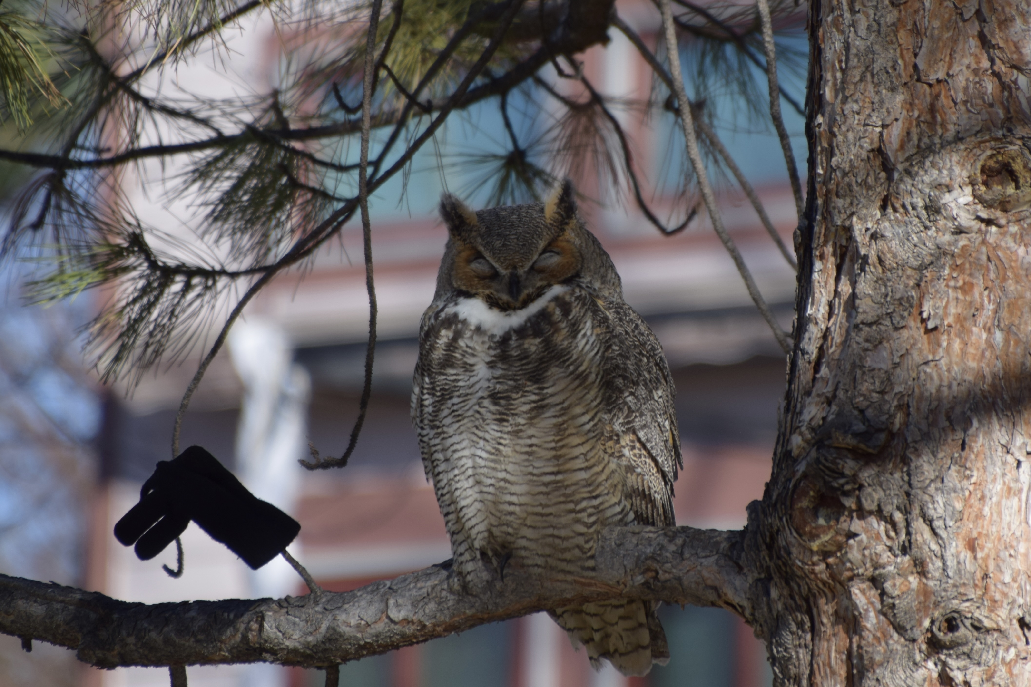 Owl in a pine tree, guarding a glove